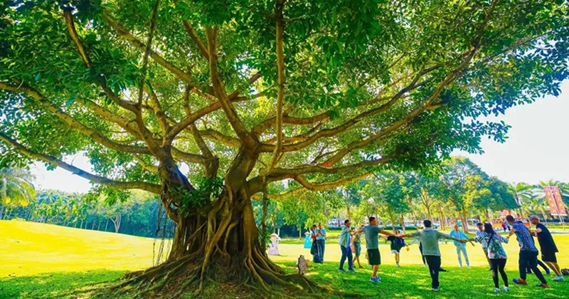 Кулинарный След Санья: Душевные Вкусы с Мамой и Папой